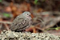 Columbina passerina