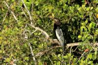 Anhinga anhinga