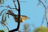 Vireo gundlachii