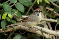 Torreornis inexpectata