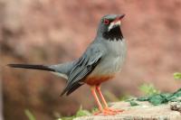 Turdus plumbeus