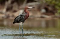 Egretta rufescens