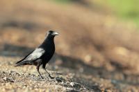 Corvus minutus