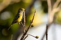 Vireo griseus