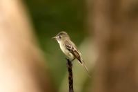 Empidonax minimus               