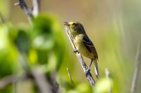 Vireo pallens