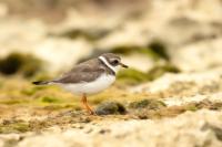 Charadrius semipalmatus