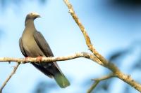 Patagioenas leucocephala