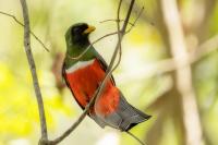 Trogon collaris