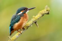 Alcedo atthis