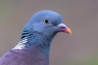 Columba palumbus