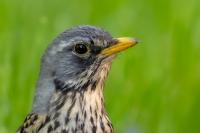 Turdus pilaris