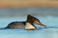 Mergus merganser