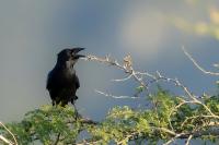 Corvus palmarum