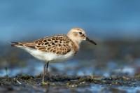 Calidris minuta