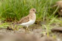 Calidris temminckii 