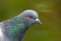 Columba livia domestica