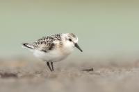 Calidris alba