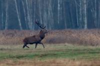 Red deer