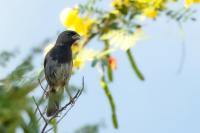 Melanospiza bicolor     