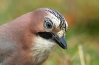 Garrulus glandarius