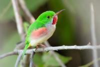 Dominican Republic-FAUNA