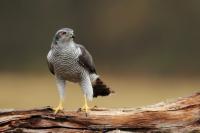 Accipiter gentilis