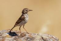 Anthus berthelotii