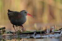 Rallus aquaticus