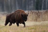 European bison