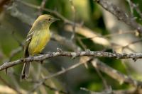 Vireo nanus