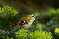 Madeira fauna