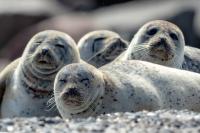 Harbor seal