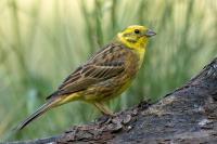 Emberiza citrinella