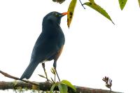 Turdus swalesi