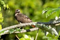 Buteo jamaicensis