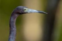 Egretta caerulea 