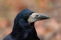 Corvus frugilegus