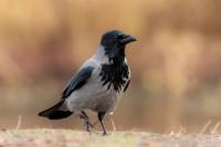 Corvus cornix