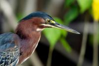 Butorides virescens