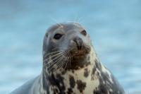 Grey seal