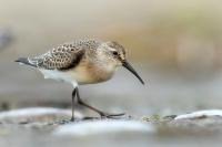 Calidris ferruginea