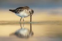 Calidris falcinellus