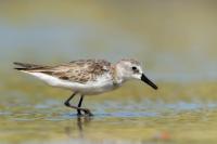 Calidris pusilla      