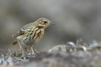 Anthus trivialis