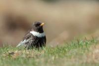 Turdus torquatus