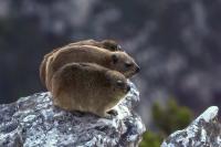 Rock hyrax