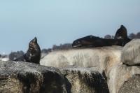 Brown fur seal