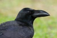 Corvus macrorhynchos