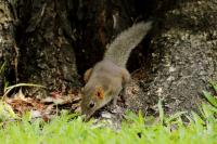 Grey-bellied squirrel